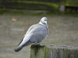 2 Live Back Yardbirds Wood Pigeon